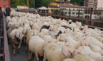 Nel Lecchese transumanza in ritardo per colpa del clima