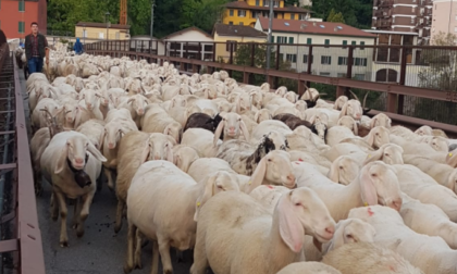 Nel Lecchese transumanza in ritardo per colpa del clima