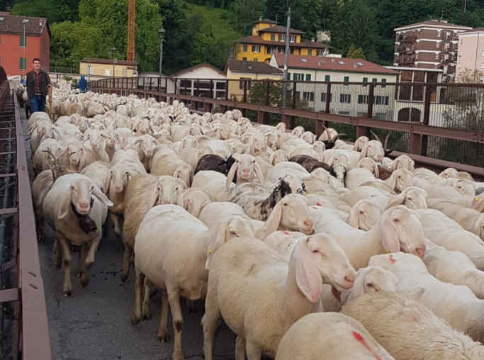 Nel Lecchese transumanza in ritardo per colpa del clima