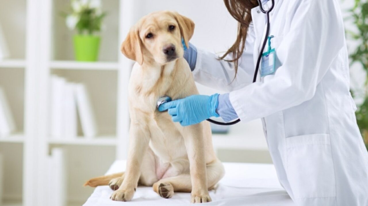 160 in corsa per un posto di dirigente veterinario