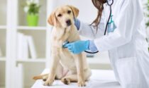 160 in corsa per un posto di dirigente veterinario