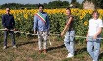 Boom di visitatori al labirinto di girasoli, ma si litiga sui parcheggi