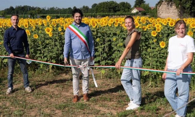 Boom di visitatori al labirinto di girasoli, ma si litiga sui parcheggi