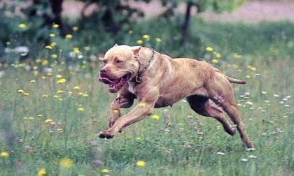 Un pitbull la aggredisce mentre è a spasso col suo cane, paura per una donna