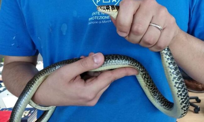 Cinquantenne morsicato sul Sentiero del Viandante, caccia al serpentello ignoto