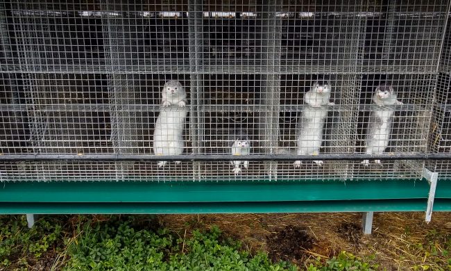 Focolaio Sars-CoV2 in un allevamento di visoni, Brambilla: “Chiuderli e non riaprirli mai più”