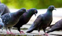 Il sindaco dichiara guerra ai piccioni: vietato dargli da mangiare