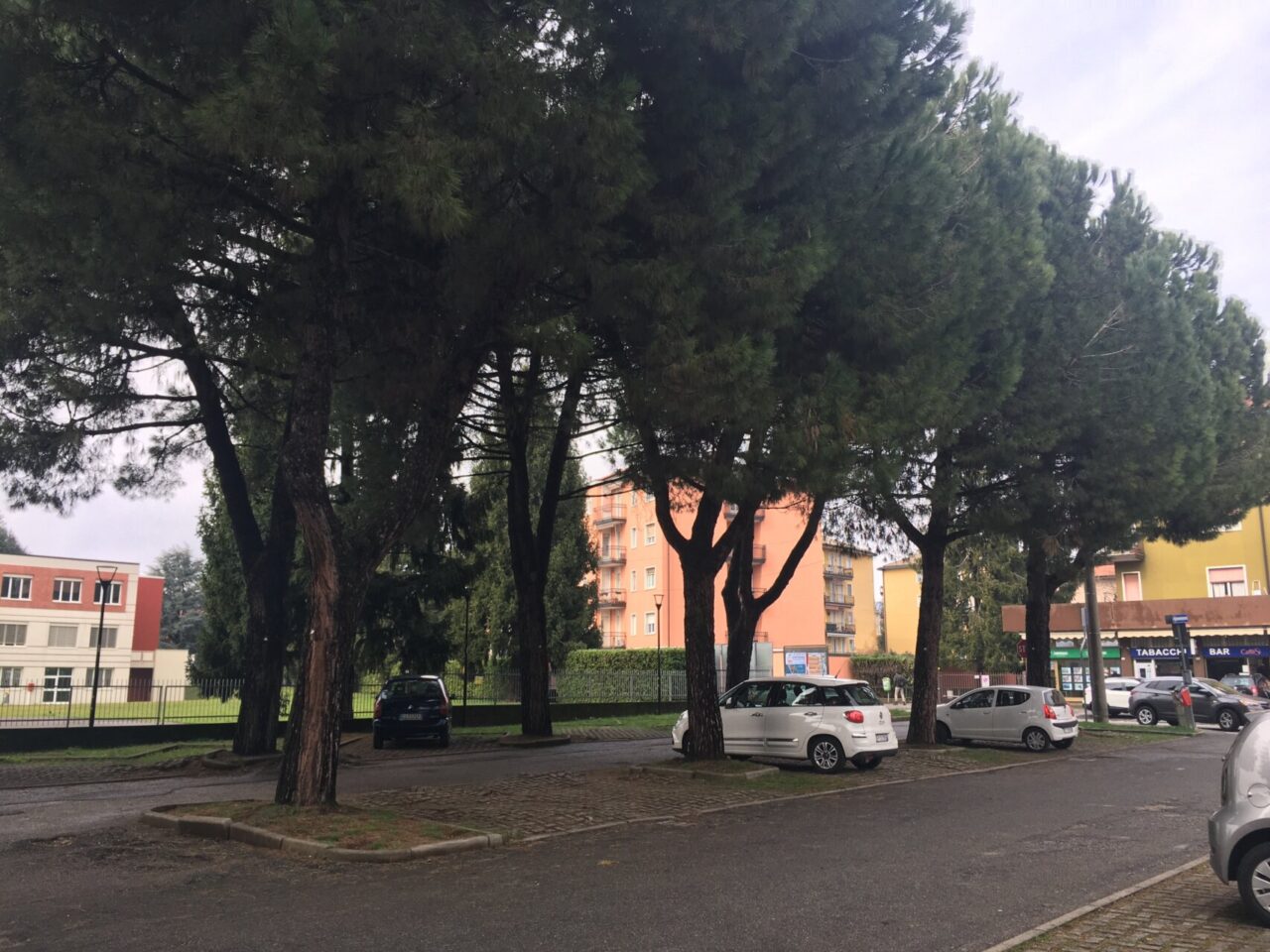 Salvi i pini marittimi di viale Verdi