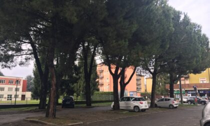 Salvi i pini marittimi di viale Verdi