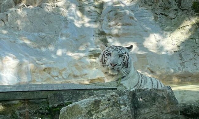 Festa di Sant’Alessandro: i bambini fino a 11 anni entrano gratis alle Cornelle