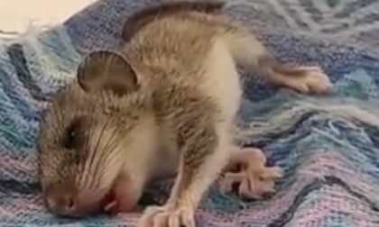 Cucciolo morto intossicato, “Ucciso dalla stupidità dell’uomo”