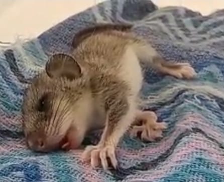 Cucciolo morto intossicato, “Ucciso dalla stupidità dell’uomo”