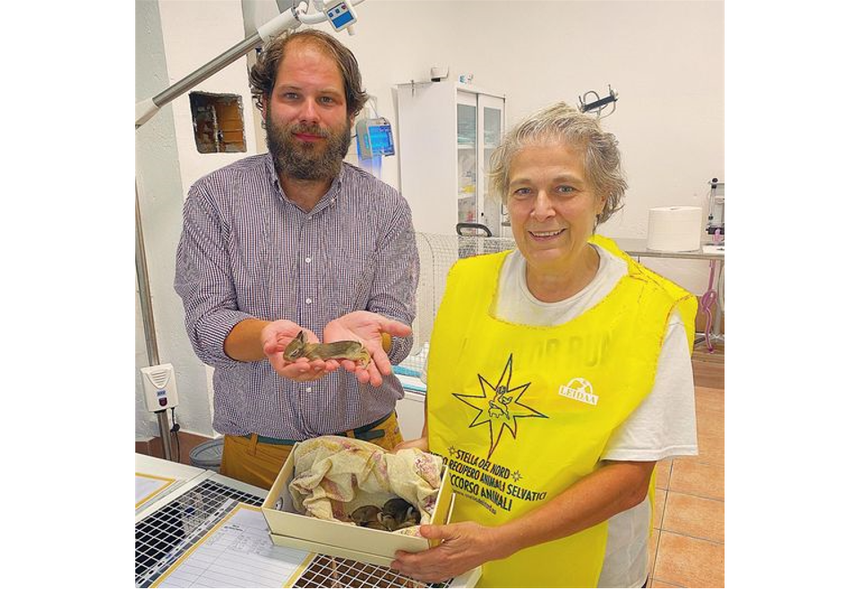 Gatta salva cinque cuccioli di lepre che rischiavano la vita per il maltempo