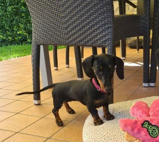 Cagnolina scomparsa. La padrona: “É stata rapita”. AGGIORNAMENTO: RITROVATA