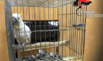 Cacatua smarrito a febbraio a Milano... ritrovato a Missaglia ad agosto