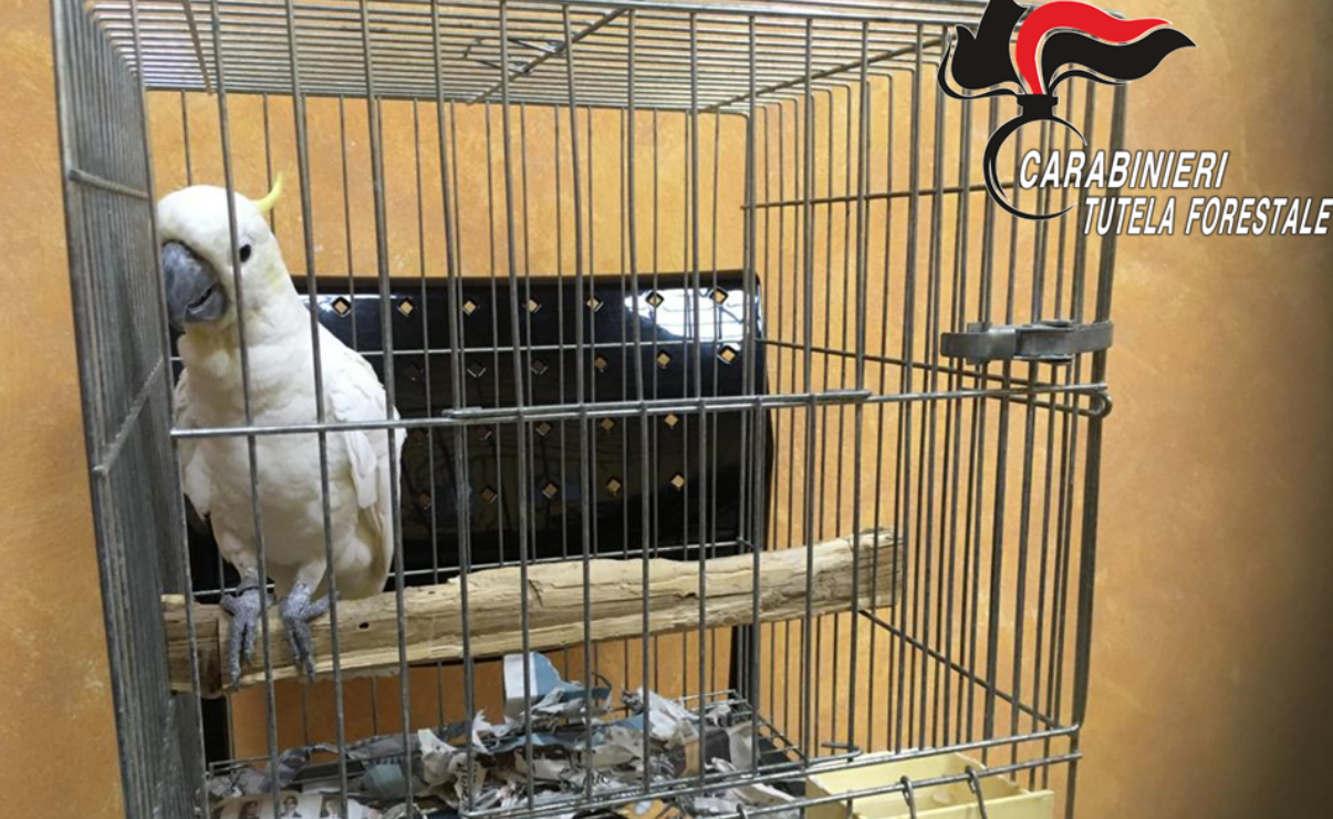Cacatua smarrito a febbraio a Milano… ritrovato a Missaglia ad agosto