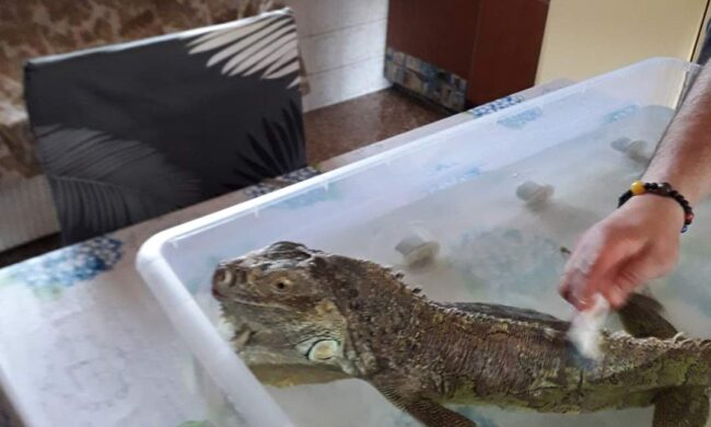 Goodzilla in fuga sulla ciclabile: caccia grossa… all’iguana