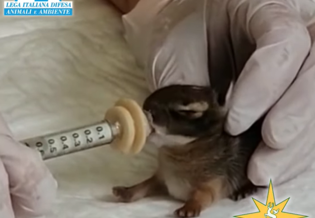 Leprottine salvate dalla gatta: ora crescono bene allattate da una volontaria