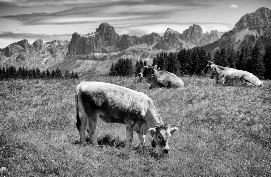 Vacanze alternative? Negli alpeggi. Sono 46 in provincia di Lecco