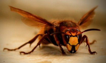 Punta da calabroni: trasportata in ospedale in condizioni serie in elicottero