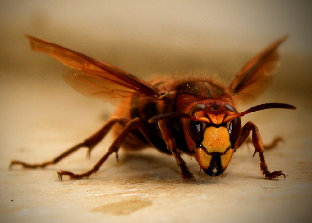 Punta da calabroni: trasportata in ospedale in condizioni serie in elicottero