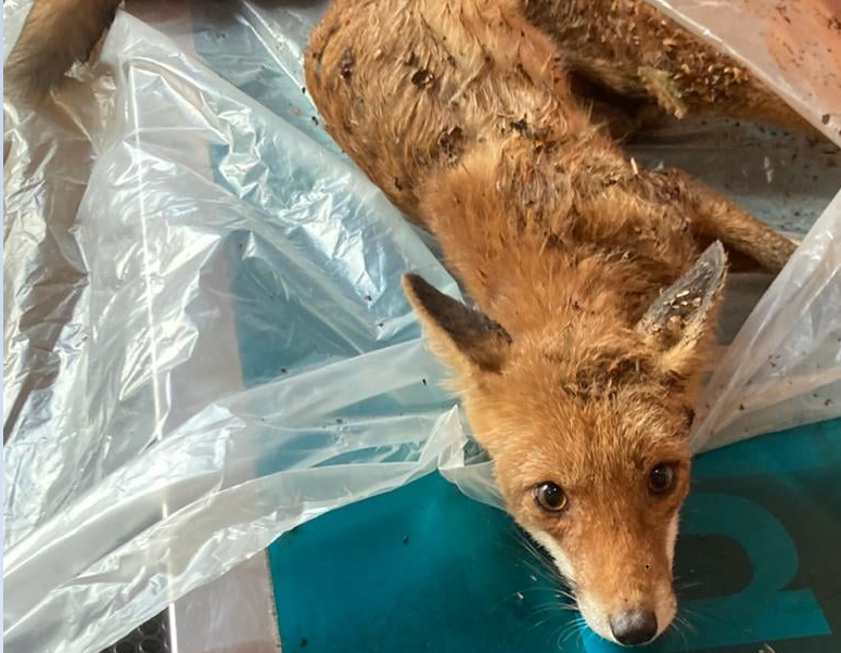 Volpe investita e abbandonata: portata al Cras paralizzata e piena di vermi