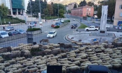 Lo spettacolo della transumanza a Lecco: le pecore “invadono” la città