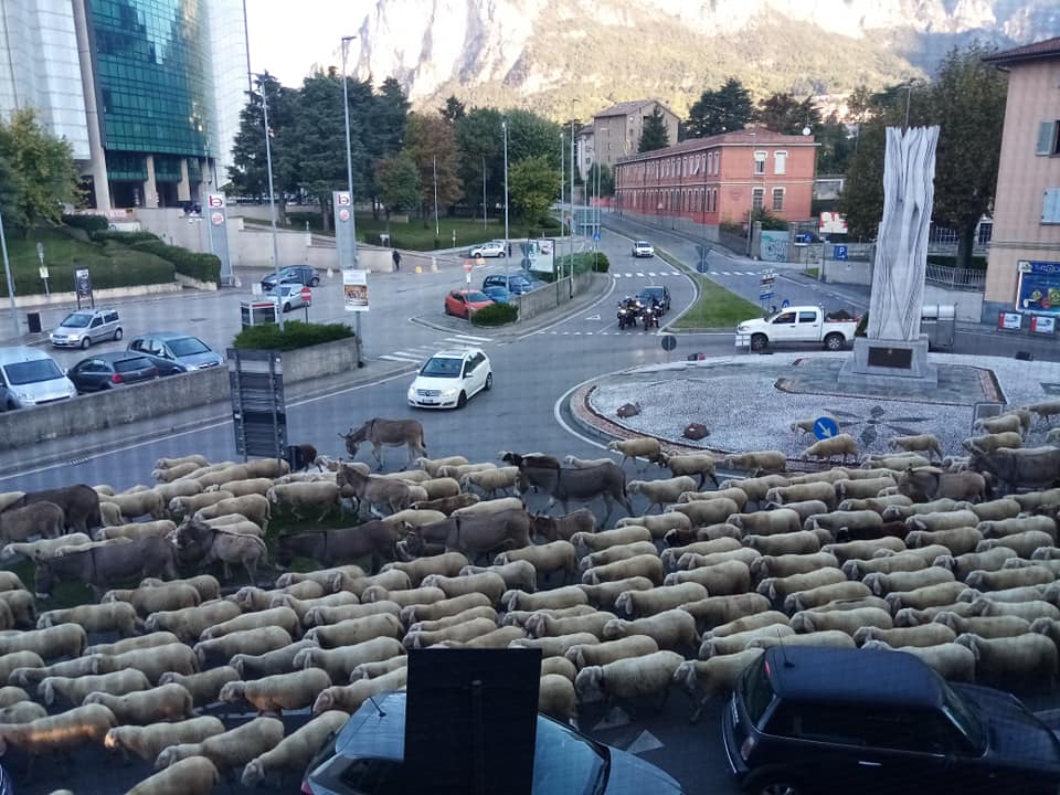 Lo spettacolo della transumanza a Lecco: le pecore “invadono” la città