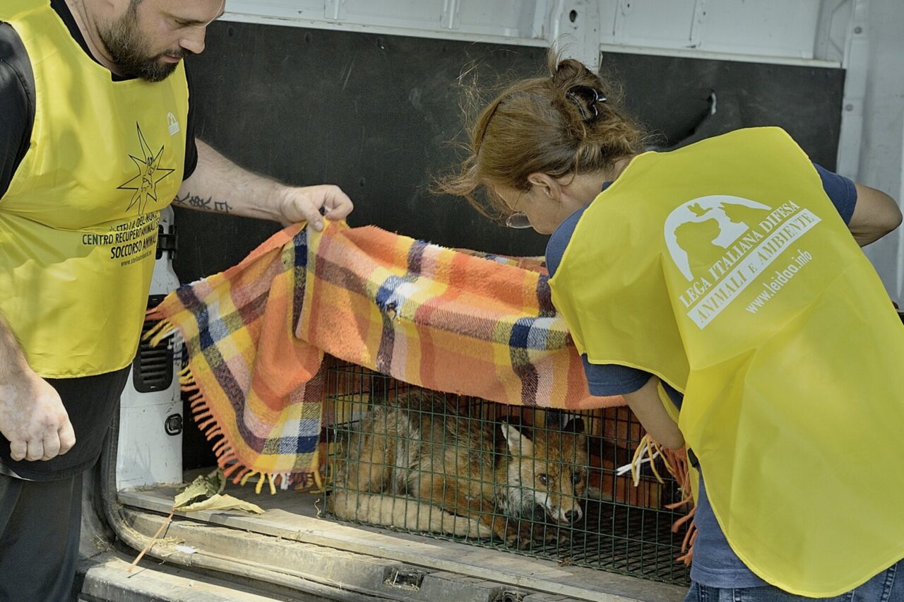 Il video della spettacolare liberazione della volpe Robin Hood, salvata dai volontari del Cras