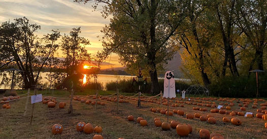 Halloween ma non solo: i più bei campi di zucche da visitare nel nostro territorio