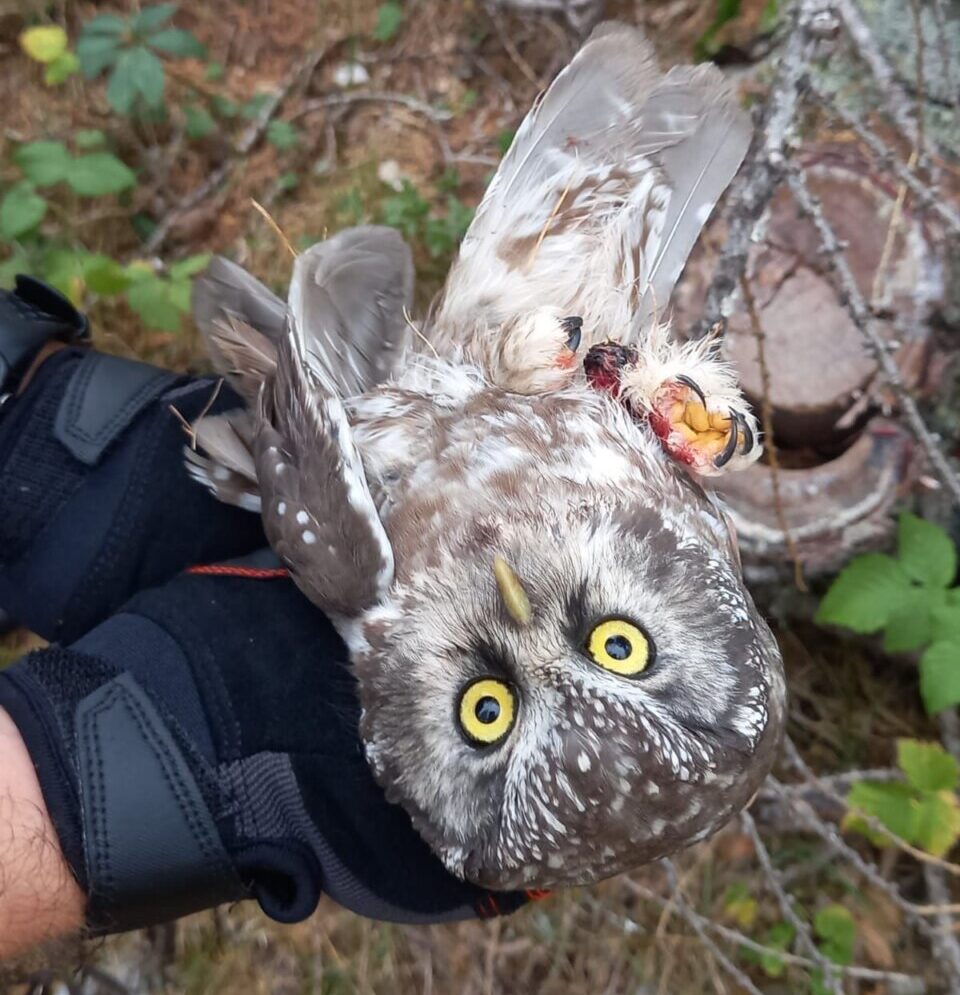 Bracconaggio nel Parco Regionale delle Grigne: salvata una rara civetta capogrosso