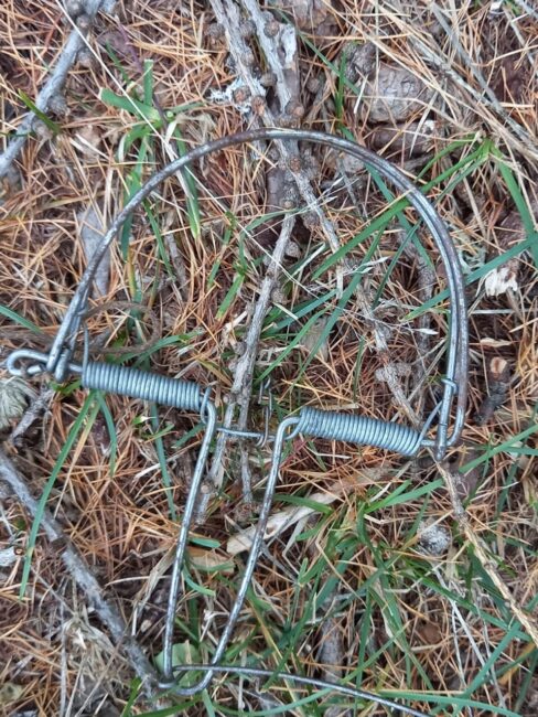 bracconaggio-civetta-capogrosso