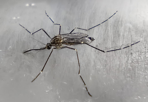 Sospetto caso di Chikungunya, scatta la disinfestazione straordinaria