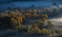 Concorso fotografico: il tema è l'inverno in palude