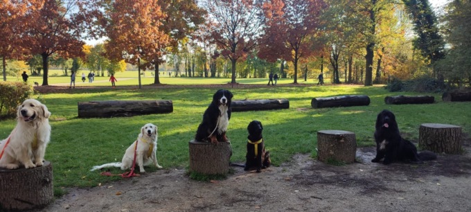 Addestramento speciale con l’Associazione Cinofila Salvataggio Nautico