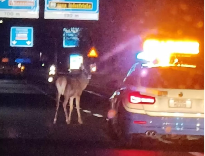 Cervo sulla Statale 36: l’incredibile video dell’animale che corre nel tunnel del Barro