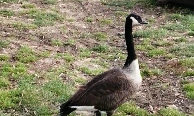 Miracolo di Natale lungo l’Adda, coppia di germani adotta raro esemplare di cucciolo di oca nera