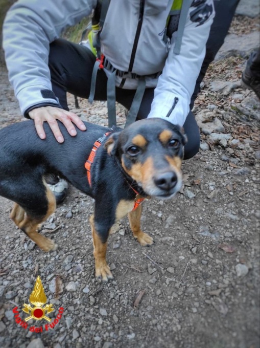 Cade nel fiume, cucciolo salvato dai Vigili del fuoco di Lecco FOTO