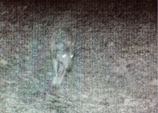 Lupo nel Parco del Curone: un anno dopo ecco la prova fotografica