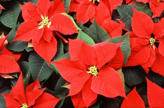 Rincari ovunque… persino le stelle di Natale costano di più