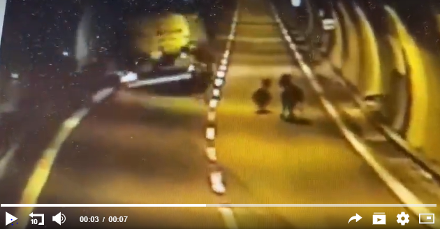 Dopo il cervo anche gli asini in galleria sulla 36. L’incredibile video dell’incidente sfiorato