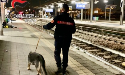 Il fiuto di Henry, il cane antidroga di Casatenovo non sbaglia: scovata marijuana nel sottopasso