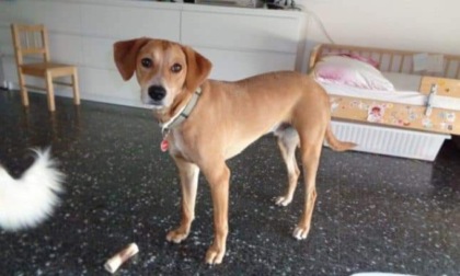 E’ tornato a casa Timmy, il cane del 15enne investito. Il ragazzino lotta ancora per la vita