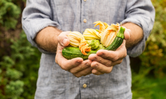 Facciamo l’orto in casa, da oggi in regalo le zucchine