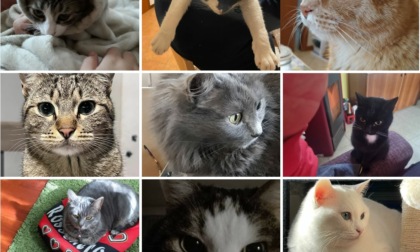 Festa del gatto, ecco le foto dei nostri lettori