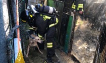 Incendio in un capanno: salvati venti cani dalle fiamme