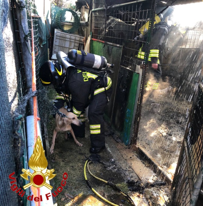 Incendio in un capanno: salvati venti cani dalle fiamme