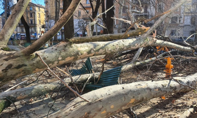 PIAZZALE BACONE, ALBERO CADUTO PER IL VENTO IN AREA GIOCHI BAMBINI (FOTO 1)