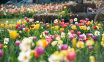 Riapre Tulipania, il campo dei tulipani da raccogliere