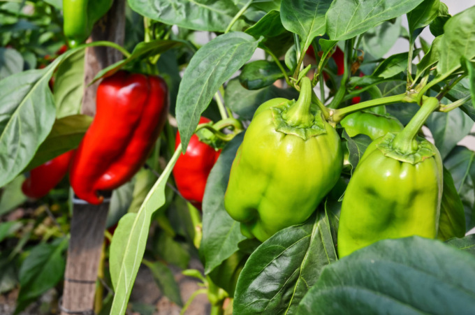 Tris di peperoni: verdi, gialli e rossi sono sempre buoni